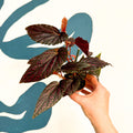 Begonia 'Pink Spot' - Pink Polka Dot Begonia - Sprouts of Bristol