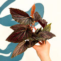 Begonia 'Pink Spot' - Pink Polka Dot Begonia - Sprouts of Bristol