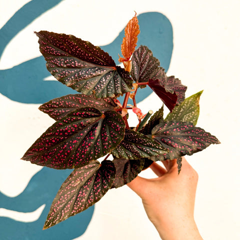 Begonia 'Pink Spot' - Pink Polka Dot Begonia - Sprouts of Bristol