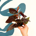 Begonia 'Pink Spot' - Pink Polka Dot Begonia - Sprouts of Bristol