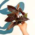 Begonia 'Pink Spot' - Pink Polka Dot Begonia - Sprouts of Bristol