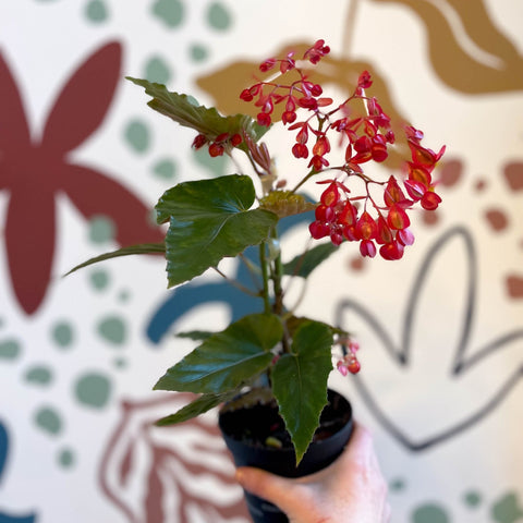 Begonia 'Red Ripples' - Welsh Grown - Sprouts of Bristol