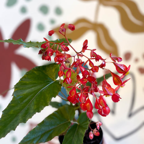 Begonia 'Red Ripples' - Welsh Grown - Sprouts of Bristol