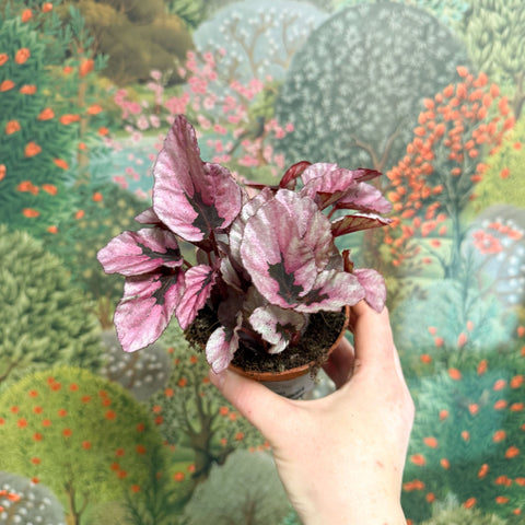 Begonia rex 'Beleaf Mix' - Sprouts of Bristol