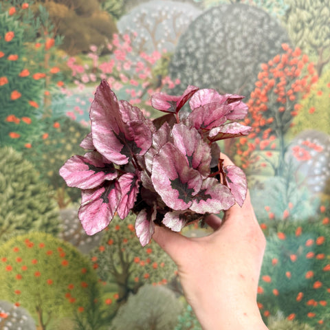 Begonia rex 'Beleaf Mix' - Sprouts of Bristol