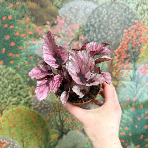 Begonia rex 'Beleaf Mix' - Sprouts of Bristol