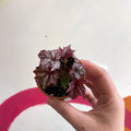 Begonia rex 'Benitochiba' - Welsh Grown - Sprouts of Bristol