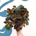 Begonia rex 'Bethlehem Star' - Welsh Grown - Sprouts of Bristol