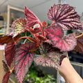 Begonia rex 'Blood Brothers' - Welsh Grown - Sprouts of Bristol