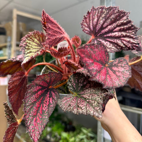 Begonia rex 'Blood Brothers' - Welsh Grown - Sprouts of Bristol