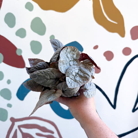 Begonia rex 'Bolero' - Sprouts of Bristol