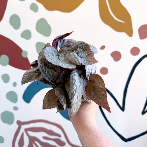 Begonia rex 'Bolero' - Sprouts of Bristol