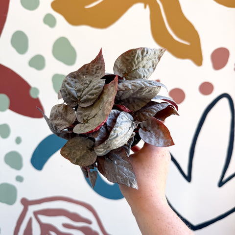 Begonia rex 'Bolero' - Sprouts of Bristol