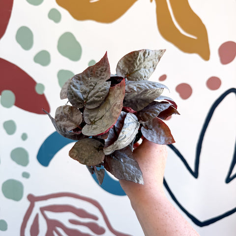 Begonia rex 'Bolero' - Sprouts of Bristol