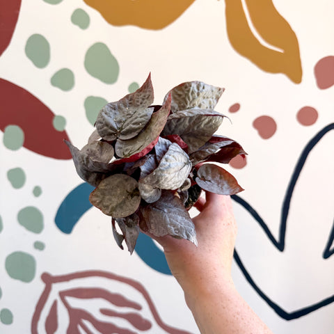 Begonia rex 'Bolero' - Sprouts of Bristol