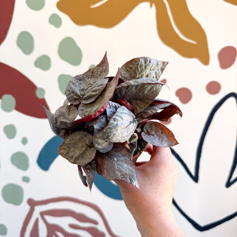 Begonia rex 'Bolero' - Sprouts of Bristol