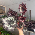 Begonia rex 'Chocolate Cream' - Welsh Grown - Sprouts of Bristol