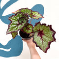 Begonia rex 'Cosmic Carnival' - Welsh Grown - Sprouts of Bristol