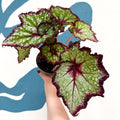 Begonia rex 'Cosmic Carnival' - Welsh Grown - Sprouts of Bristol