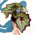 Begonia rex 'Cosmic Carnival' - Welsh Grown - Sprouts of Bristol
