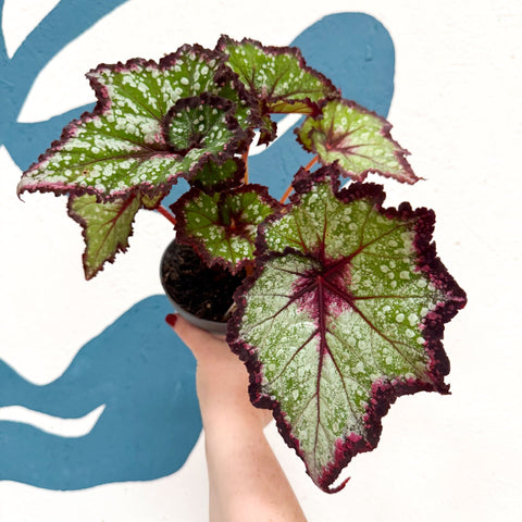 Begonia rex 'Cosmic Carnival' - Welsh Grown - Sprouts of Bristol
