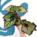 Begonia rex 'Cosmic Carnival' - Welsh Grown - Sprouts of Bristol
