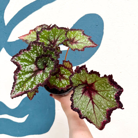 Begonia rex 'Cosmic Carnival' - Welsh Grown - Sprouts of Bristol