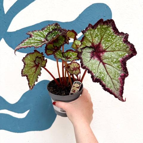 Begonia rex 'Cosmic Carnival' - Welsh Grown - Sprouts of Bristol