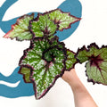 Begonia rex 'Cosmic Carnival' - Welsh Grown - Sprouts of Bristol