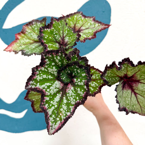 Begonia rex 'Cosmic Carnival' - Welsh Grown - Sprouts of Bristol