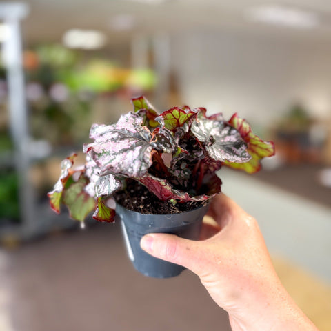 Begonia rex 'Cumbia' - Sprouts of Bristol
