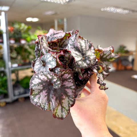 Begonia rex 'Cumbia' - Sprouts of Bristol