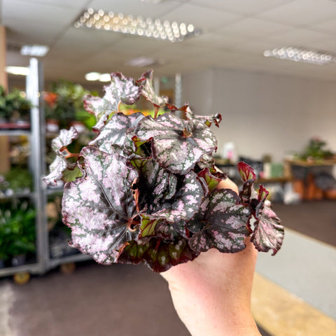Begonia rex 'Cumbia' - Sprouts of Bristol