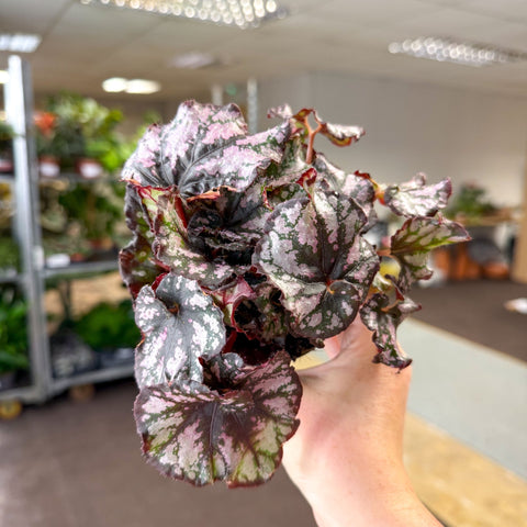 Begonia rex 'Cumbia' - Sprouts of Bristol