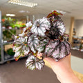 Begonia rex 'Cumbia' - Sprouts of Bristol