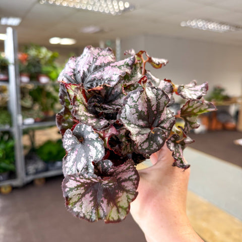 Begonia rex 'Cumbia' - Sprouts of Bristol