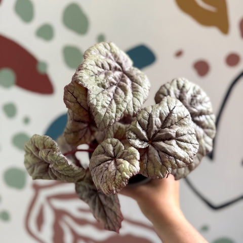 Begonia rex 'Dewdrop' - Welsh Grown - Sprouts of Bristol