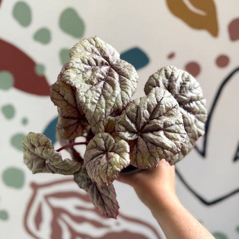 Begonia rex 'Dewdrop' - Welsh Grown - Sprouts of Bristol