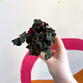 Begonia rex ‘Escargot Black Jungle’ - Sprouts of Bristol