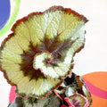 Begonia rex 'Escargot' - Welsh Grown - Sprouts of Bristol