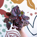 Begonia rex 'Etna' - Sprouts of Bristol
