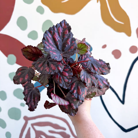 Begonia rex 'Etna' - Sprouts of Bristol