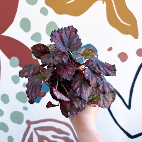 Begonia rex 'Etna' - Sprouts of Bristol