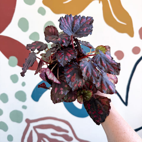 Begonia rex 'Etna' - Sprouts of Bristol