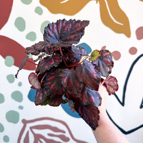 Begonia rex 'Etna' - Sprouts of Bristol