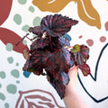 Begonia rex 'Etna' - Sprouts of Bristol