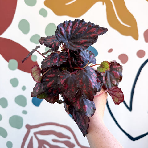 Begonia rex 'Etna' - Sprouts of Bristol