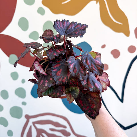 Begonia rex 'Etna' - Sprouts of Bristol