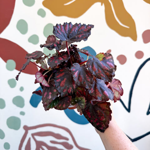 Begonia rex 'Etna' - Sprouts of Bristol