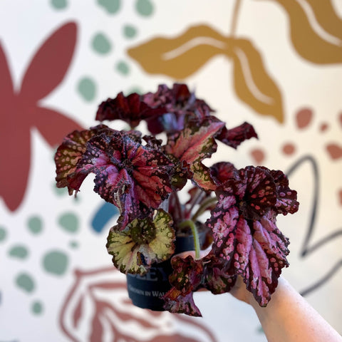 Begonia rex 'Helter Skelter' - Welsh Grown - Sprouts of Bristol